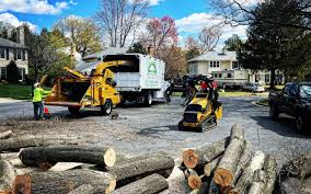 How Our Tree Care Process Works  in  Port Neches, TX