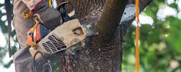 Best Tree Health Inspection  in Port Neches, TX