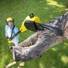 Professional Tree Services in Port Neches, TX