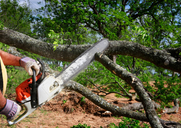 Best Commercial Tree Services  in Port Neches, TX