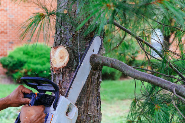 Best Hazardous Tree Removal  in Port Neches, TX